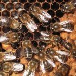 Abejas