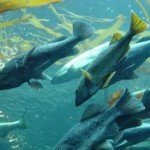Peces